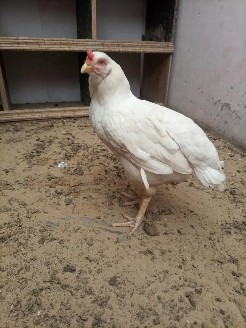 hi quality heri hen — photo 5