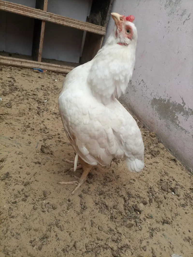 hi quality heri hen — photo 6