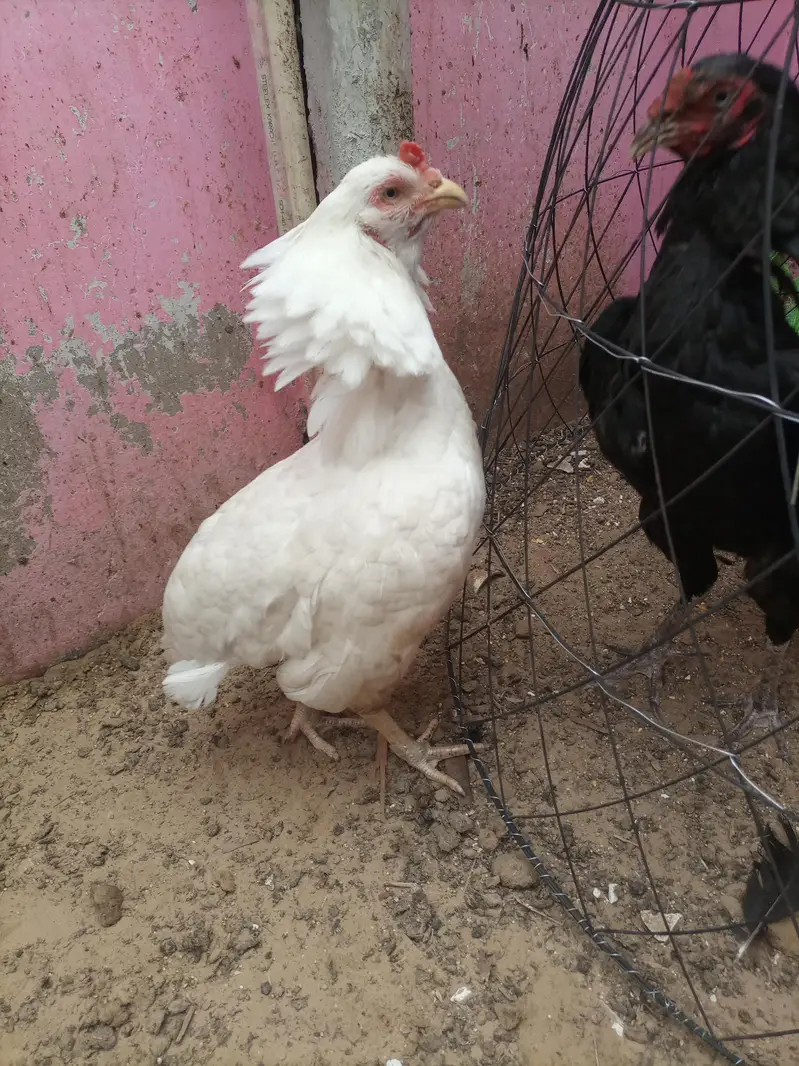 hi quality heri hen — photo 7