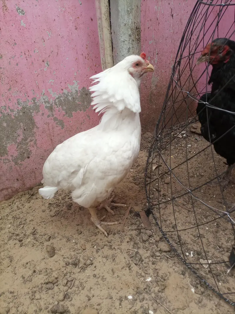 hi quality heri hen — photo 8