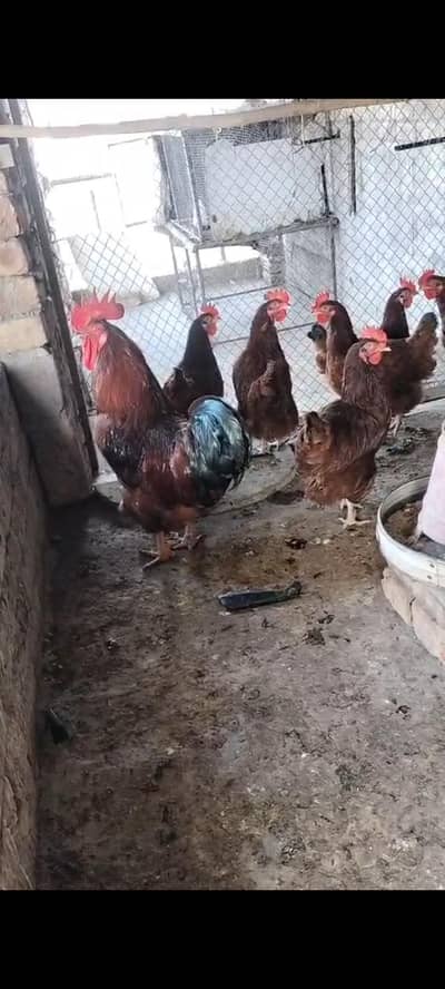 rhoad island red rir yang female foresale per pic 1600