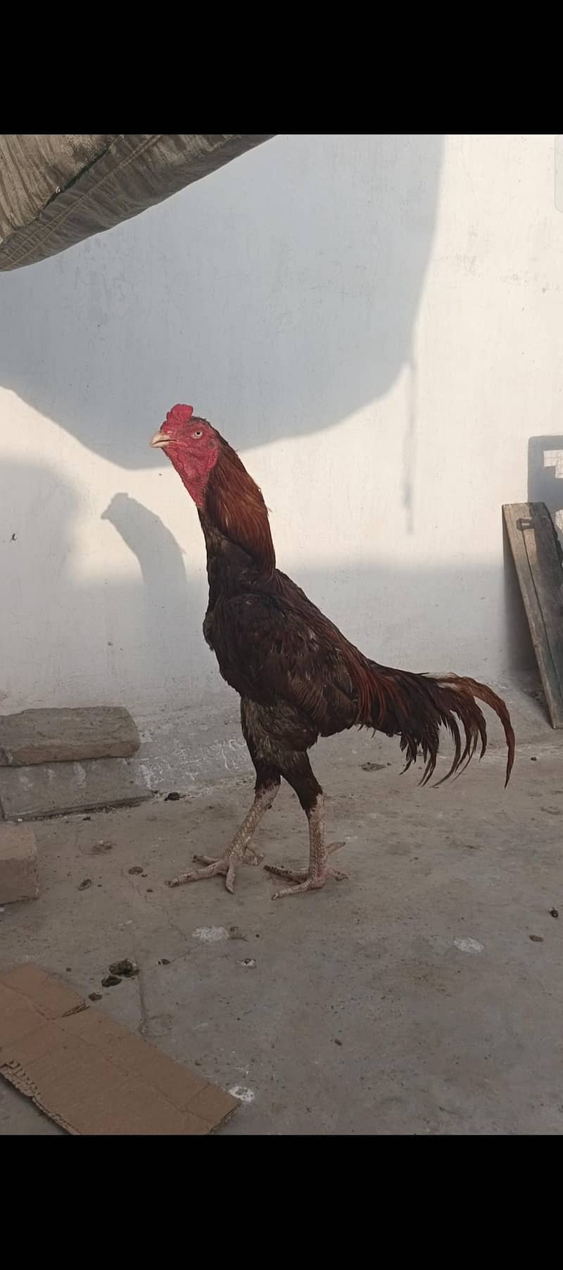 اسیل کی خریدو فروخت کے لیے رابطہ  کریں 1