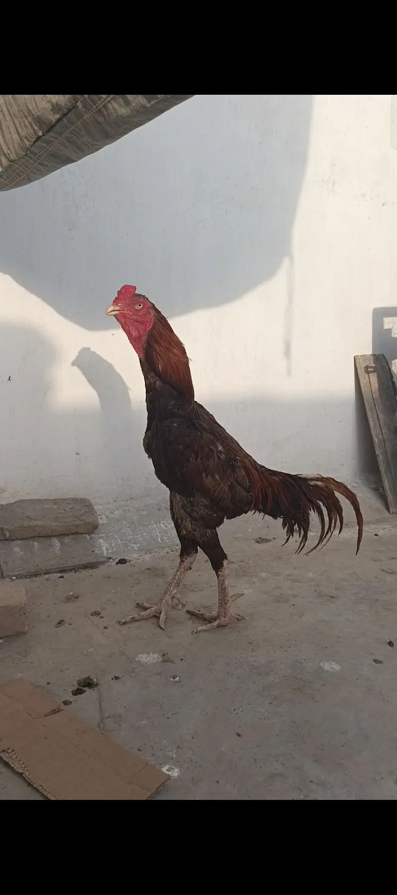 اسیل کی خریدو فروخت کے لیے رابطہ  کریں — photo 2