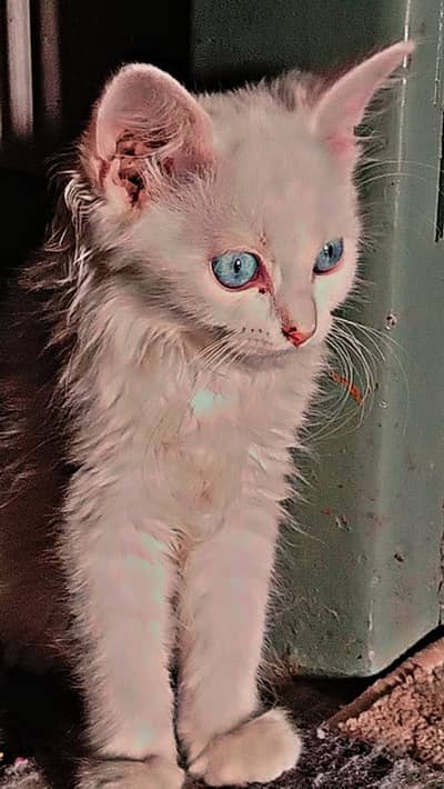 Persian cat blue eyes