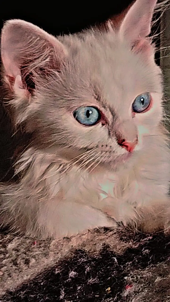 Persian cat blue eyes — photo 2