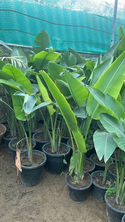 Bird of paradise plant