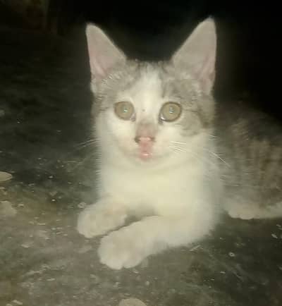 Paly fully cat