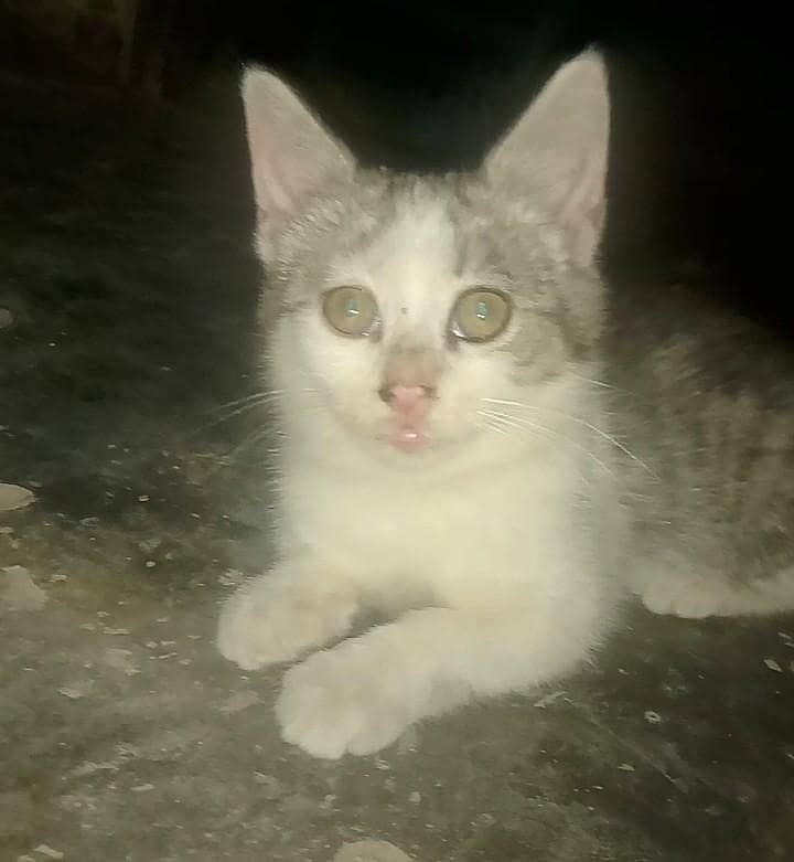 Paly fully cat 0