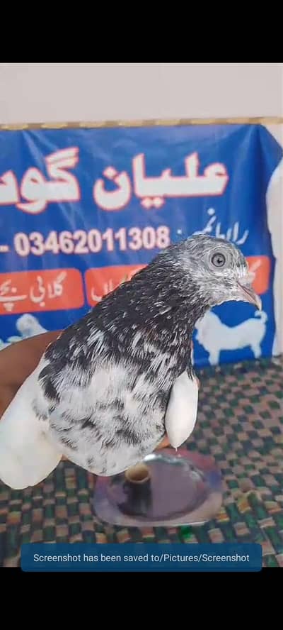 feroz puri kabutar zare dar ankh me
