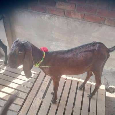  Pure Nagri Breed Goat – 4 Teeth