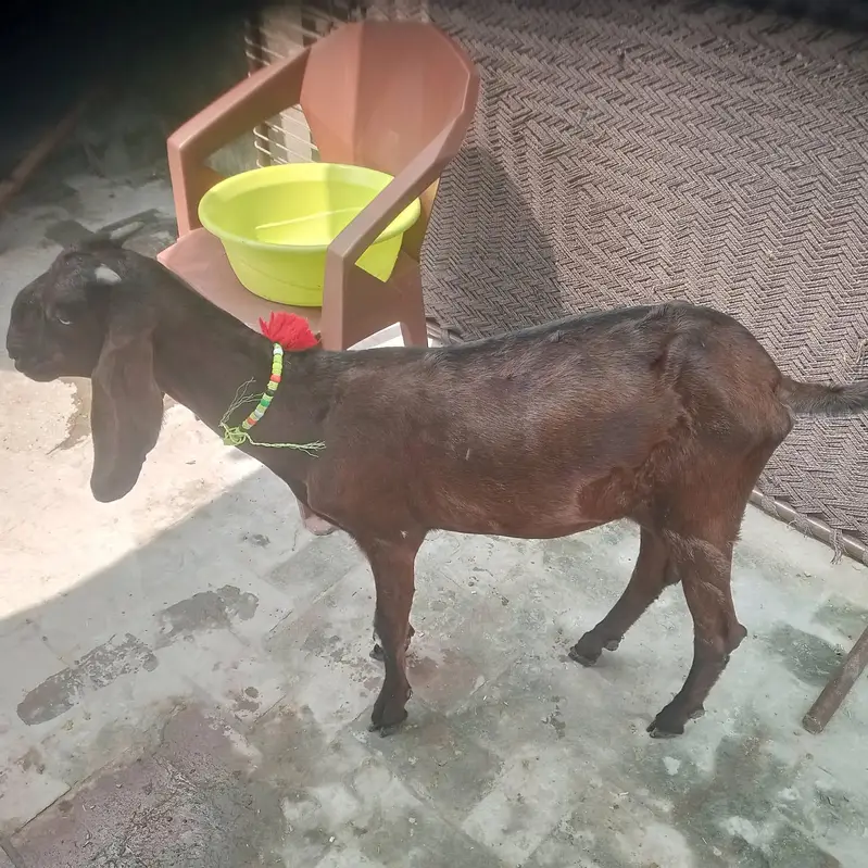  Pure Nagri Breed Goat – 4 Teeth — photo 2