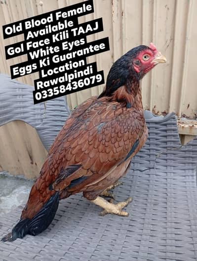 Old Blood Female Available