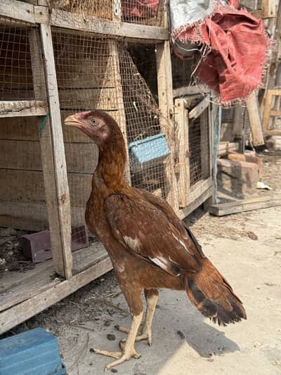 Pele pathi for sale.   Khuli dum ma.  Bnd joro. Ka.