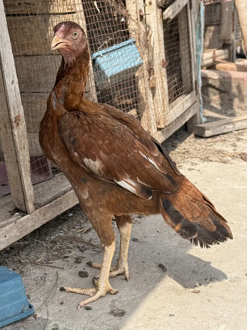 Pele pathi for sale.   Khuli dum ma.  Bnd joro. Ka. — photo 2