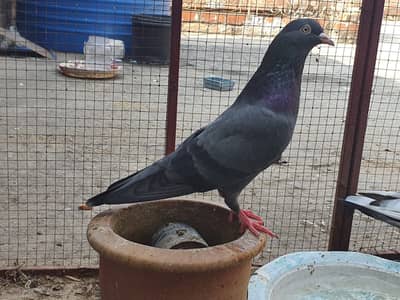 BREEDER Pair