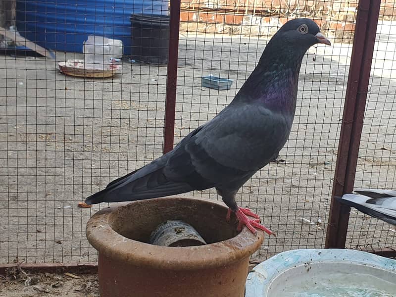 BREEDER Pair 0