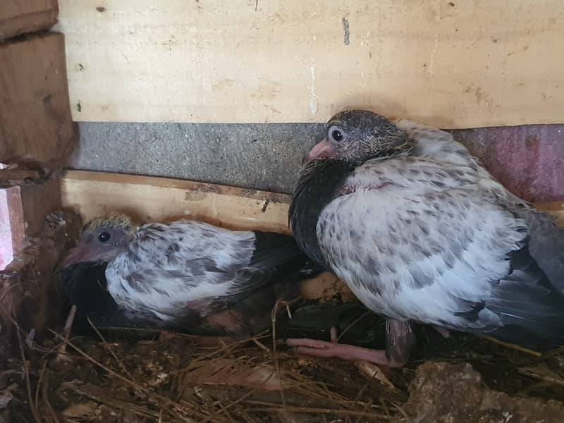 BREEDER Pair 3