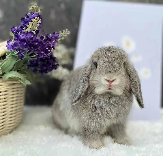Holland loop imported bunnies