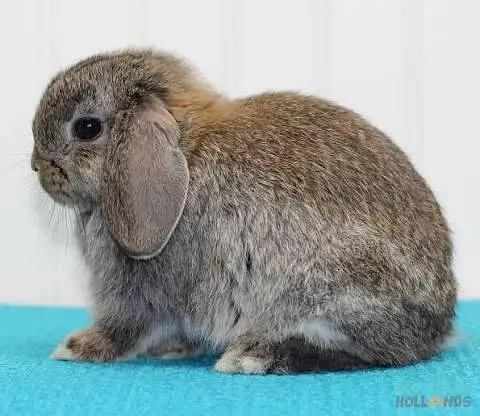 Holland loop imported bunnies — photo 2