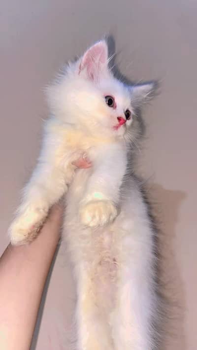 "Beautiful White Persian Kitten for sale "