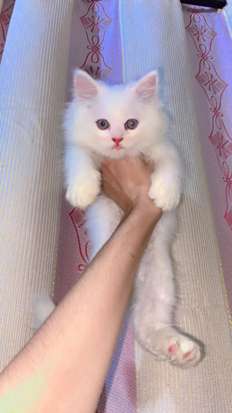 "Beautiful White Persian Kitten for sale " — photo 2