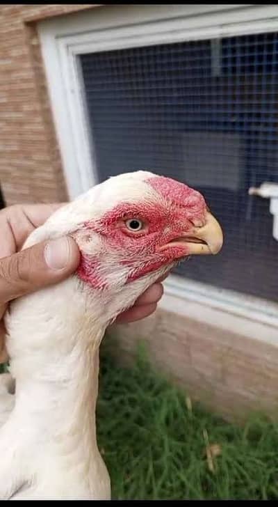 Premium Quality Long-Tail Indian Tamil Nadu Parrot Beak Chicks Availab
