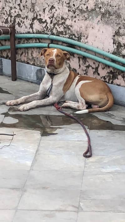 pitbull urgent sall
