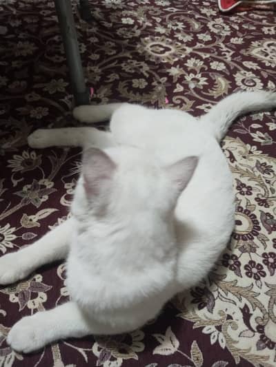 persian cat
