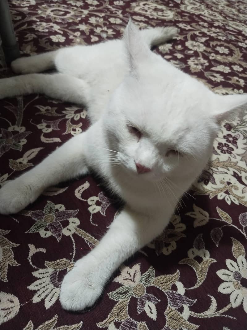 persian cat 1