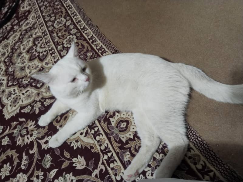 persian cat 2