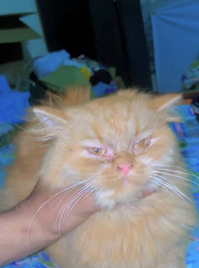 Persian punch face tripple coat