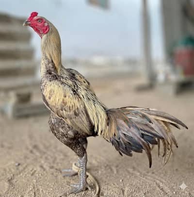 pure barmi murgi available