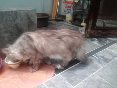 Persian Beautiful Cat Pet