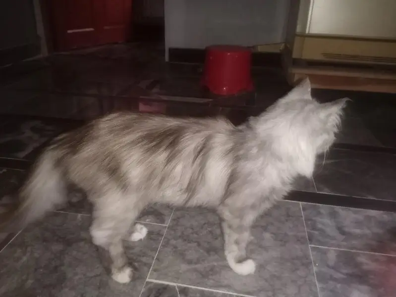 Persian Beautiful Cat Pet — photo 2