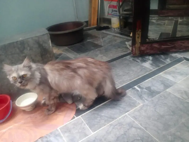 Persian Beautiful Cat Pet — photo 3