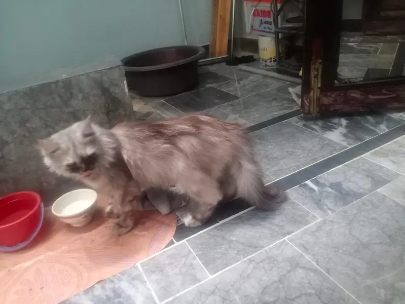 Persian Beautiful Cat Pet — photo 4