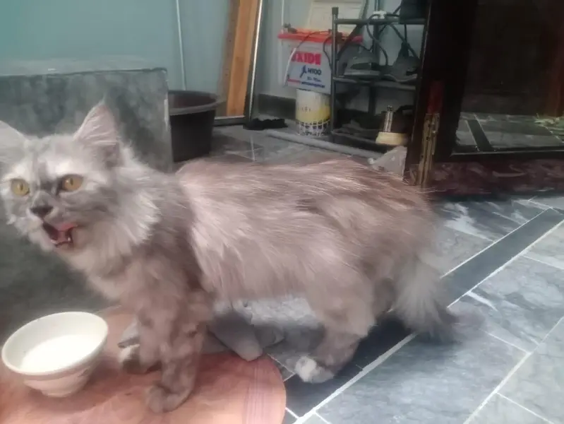 Persian Beautiful Cat Pet — photo 5