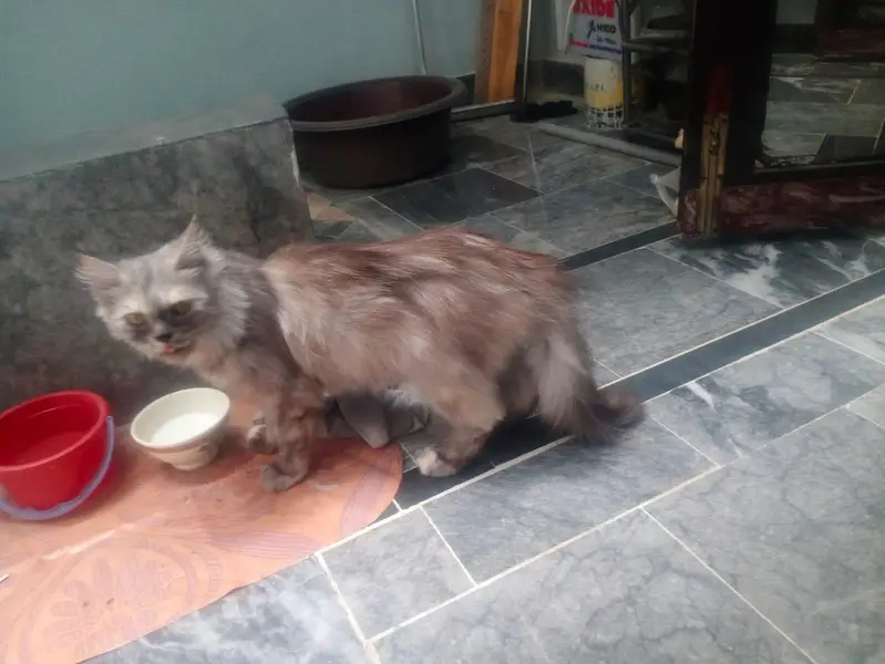 Persian Beautiful Cat Pet — photo 6