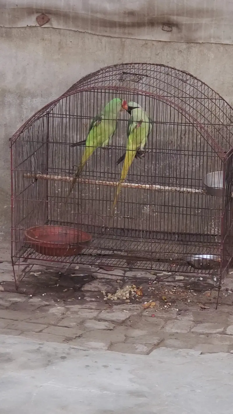 Kashmiri Raw Pair — photo 6