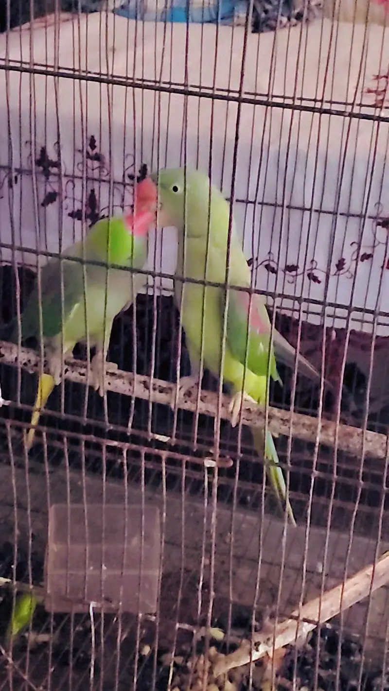 Kashmiri Raw Pair — photo 10
