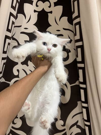 TWO FEMALE KITTENS FOR SALE