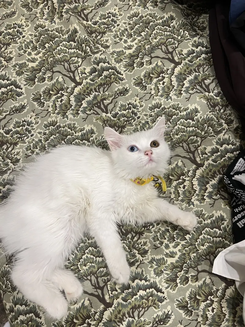TWO FEMALE KITTENS FOR SALE — photo 2