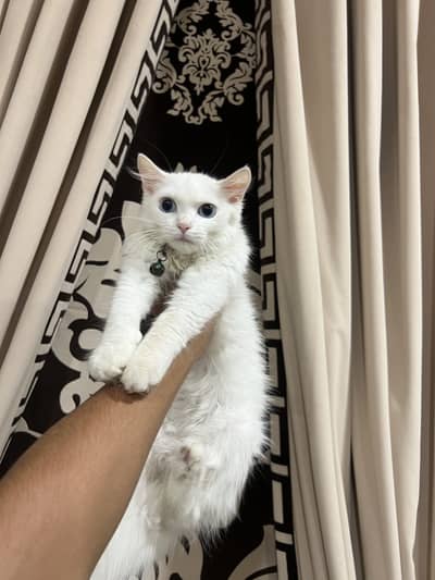 CUTE FEMALE KITTEN FOR SALE