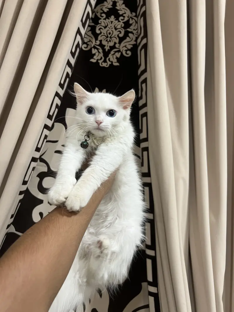 TWO FEMALE KITTENS FOR SALE — photo 3