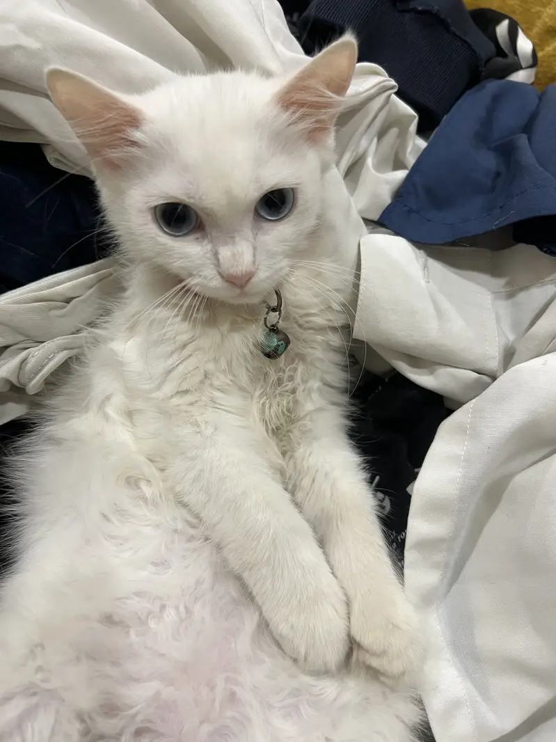 TWO FEMALE KITTENS FOR SALE — photo 4
