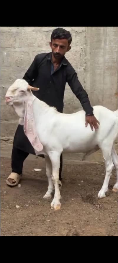 double Hadi ma lalur wala bakra