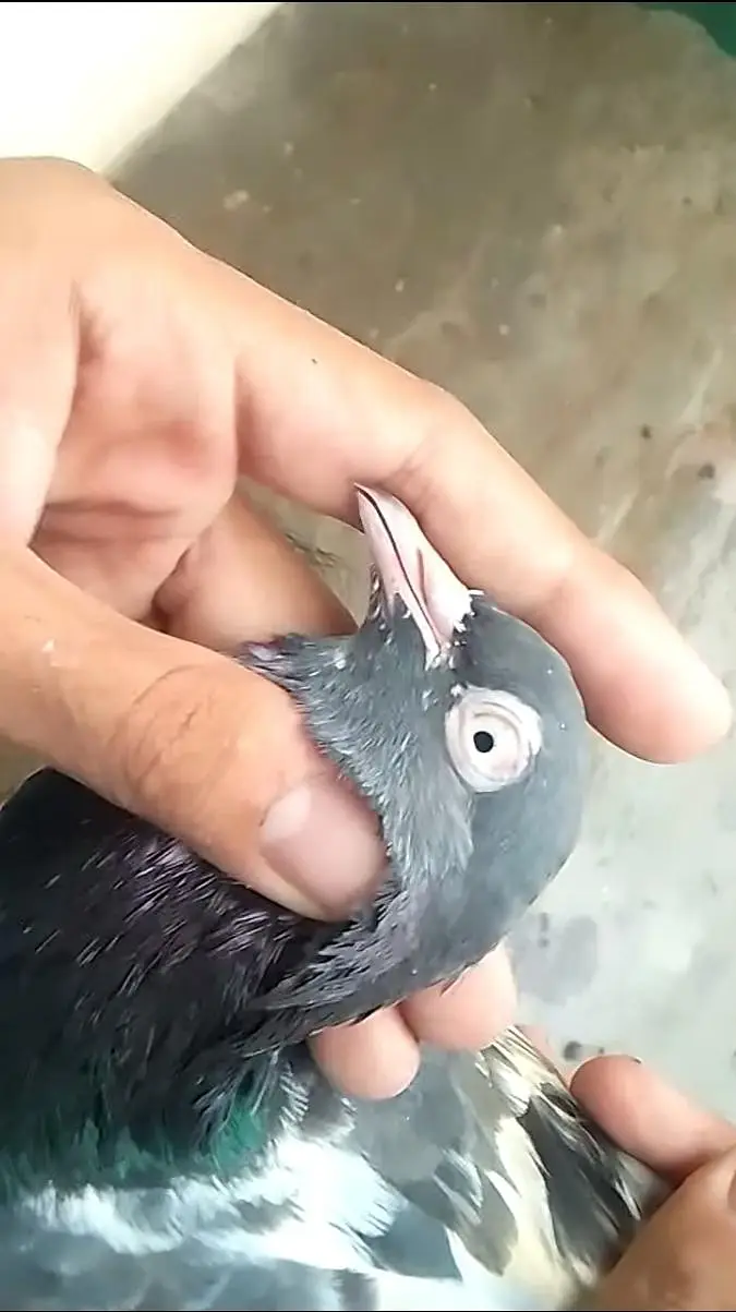 royal teddy ka breeder pair ha 1 patha or pathi ha ka pair ha or 41 — photo 2