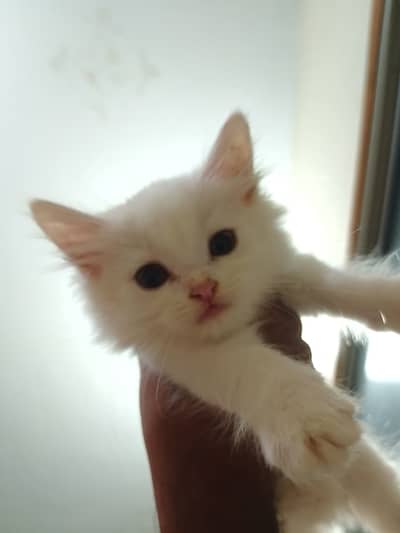 Cute Little Male Cat Selling