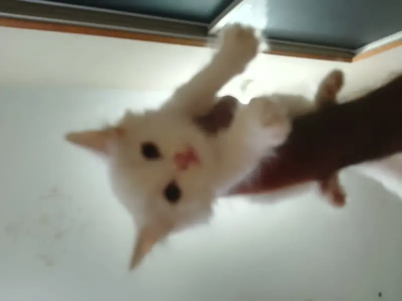 Cute Little Male Cat Selling — photo 2