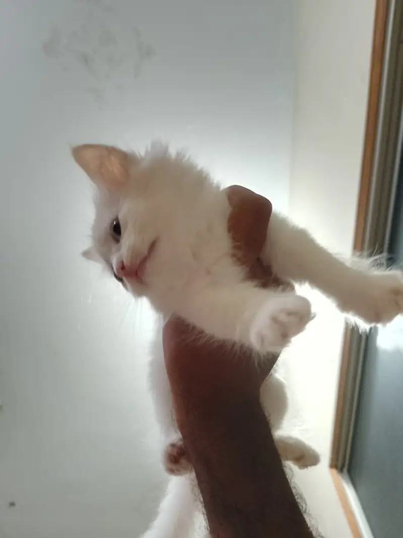 Cute Little Male Cat Selling — photo 3
